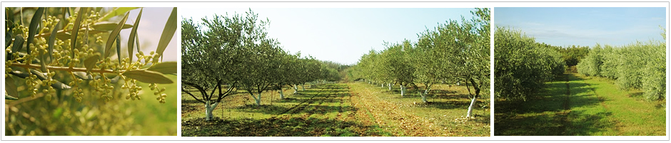 Domaine La Magnanerie