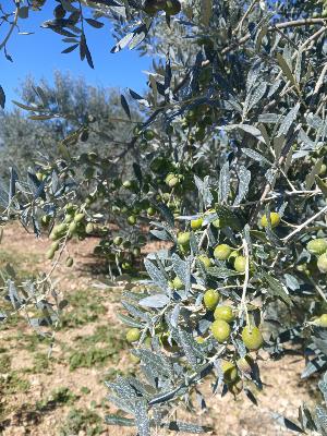 La recolte des olives commence