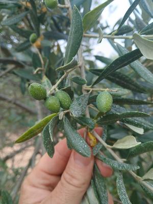Protection des olives contre la mouche 